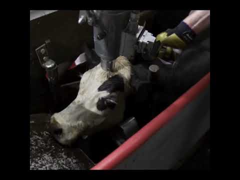 youtube - [Video]